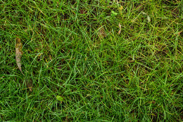 The texture of the green lawn. Background image of green fresh grass
