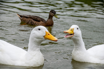 Fototapeta premium Group of white Pekin Ducks quacking