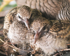 two newborn baby birds in the plant pot
