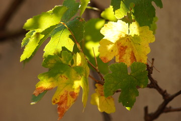 Autumnal grape leaves on the branch, autumn sunny garden.