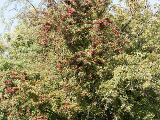 (Crataegus monogyna) Der Eingriffelige Weißdorn mit dunkelbraun Rinde und weist orangefarbene...