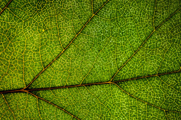 Background image of a leaf of a tree close up. A green leaf of a tree is a big magnification. Macro shooting.