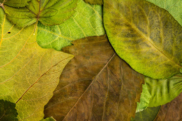 Background image of leaves shot from the top. Green natural foliage