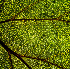 Background image of a leaf of a tree close up. A green leaf of a tree is a big magnification. Macro shooting.