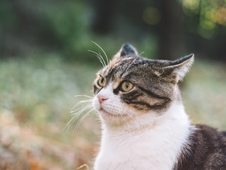 portrait of scared cat