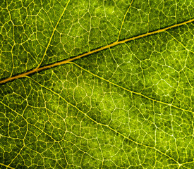 Background image of a leaf of a tree close up. A green leaf of a tree is a big magnification. Macro shooting.