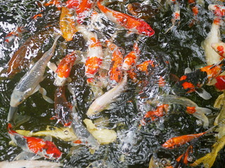 Rippling water surface with colorful carp / koi fishes swimming in the pond