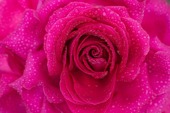 Beautiful background big pink rose in dewdrops close-up, soft focus.