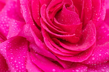 Beautiful background big pink rose in dewdrops close-up, soft focus.