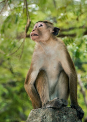 Toque macaque sits on a stone pillar. Sri Lanka.