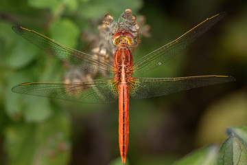 Close-up red dragonfly on Holy basil tree  in natural  background