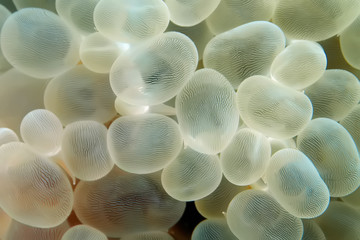 Close-up image of bubble coral (Plerogyra sinuosa).