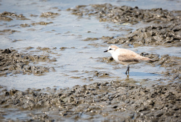 White-fronted plover searching for food, Walvis Bay, Namibia, Africa
