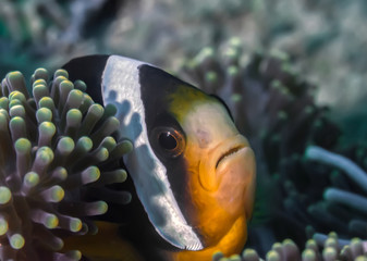 Clown fish swimming in its anemone.