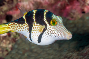 Black Saddled Pufferfish or Toby. Sri Lanka, underwater photography. © Alexei Alekhin