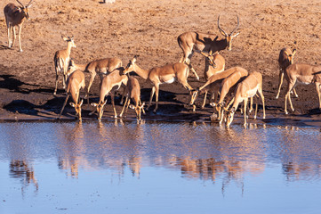 A group of Impalas -Aepyceros melampus- drinking from a waterhole in Etosha National Park, Namibia.