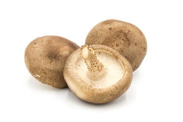 A pile of fresh mushrooms edible mushrooms from Japan isolated on white background