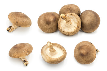 Asian fresh champignons multi set collection close-up isolated on white background