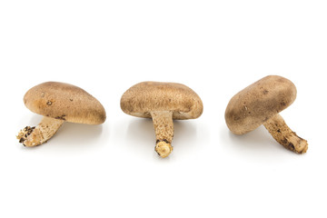 Three fresh japanese shiitake mushrooms isolated on white background