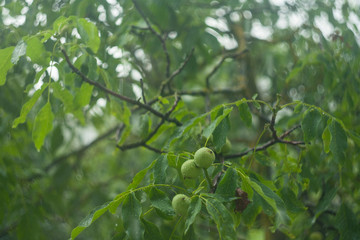 walnut in the rain in the wind