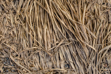 Straw background, hay or dry grass texture