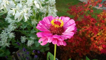 Summer Flower 2