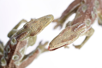 Isolated dinosaur on white background