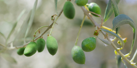 green olives growing in mediterranean olive tree