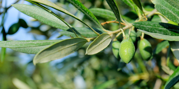 green olives growing in mediterranean olive tree