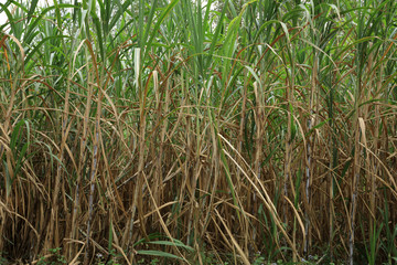 Fototapeta premium Sugarcane plants grow in field