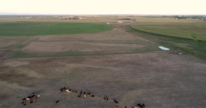 A field of corn next to a ranch with cattle.