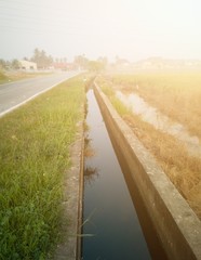 The path of ditch (water channel) near the paddy field against bright hazy sunrise background. The...