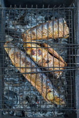 Food Concepts. Closeup of Spiced Mullet Seafood Preparing on Grill.