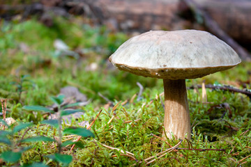 Mushroom boletus in the autumn forest. A lonely mushroom lit by the bright sun in the fall. The mushroom grows among the moss in the forest.