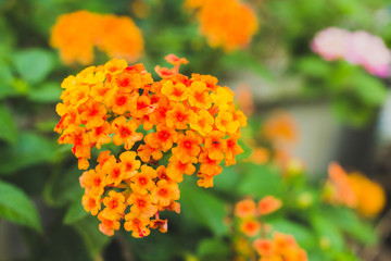 orange flowers in the garden