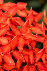 Close up shot of red ixora flowers