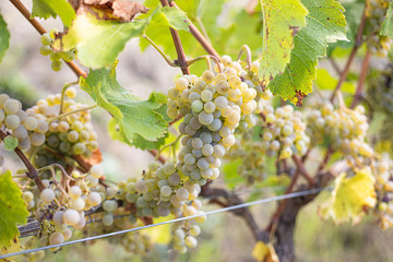 sommer wine grape