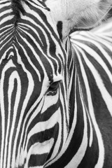 Fototapeta na wymiar Cebra picture cuadro en blanco y negro 