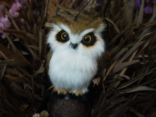 owl in flowers background