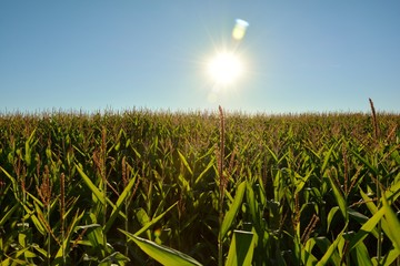 campo de maíz en un día soleado