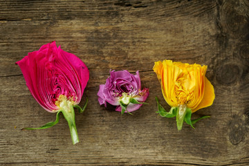 cut pink red and yellow flowers on wooden background of natural color