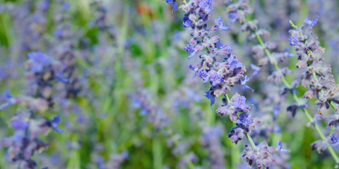close up of lavender flower in provence -south of france -