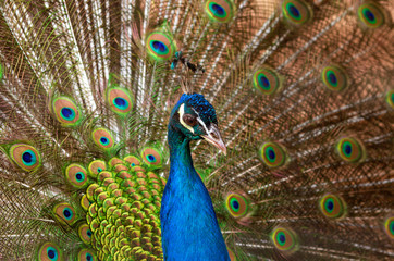 Fototapeta na wymiar Beautiful multicolored peacock with crown and fluffy tail closeup
