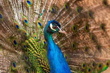 Beautiful multicolored peacock with a crown in profile and a fluffy tail closeup