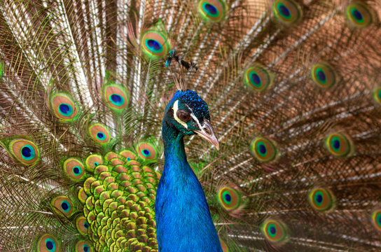 Beautiful multicolored peacock with crown and fluffy tail closeup