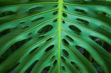 Obraz na płótnie Canvas Monster leaf natural