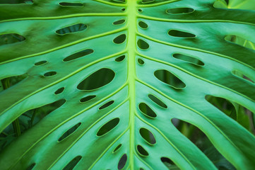 Fototapeta na wymiar Monster leaf natural