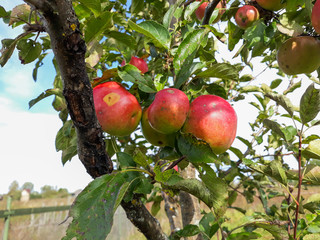 Red apples on the tree in the sunshine