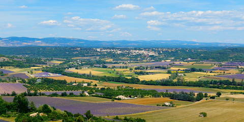 plantation of bunch of lavender with landscape of village in provence -south of france -