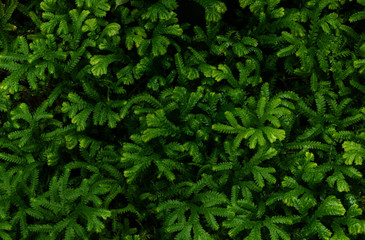 Green Leaves Texture Background., dark tone..